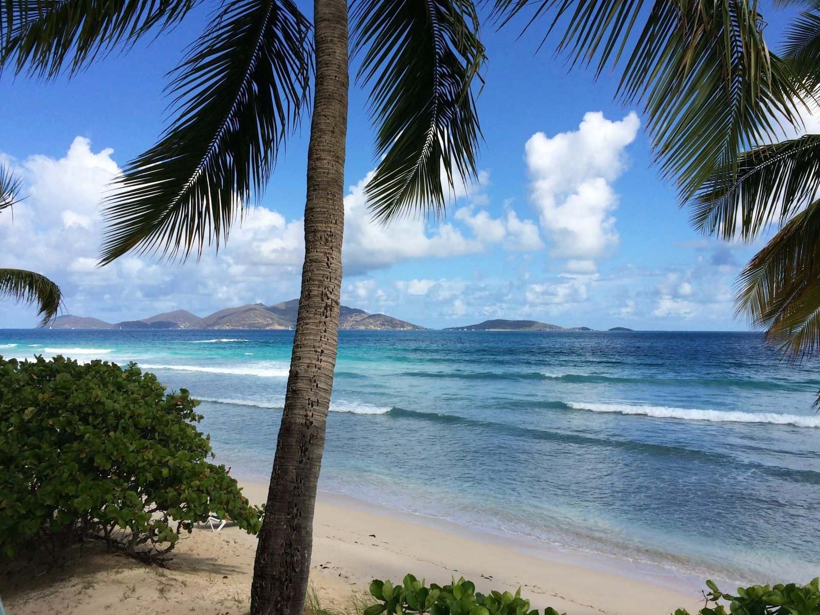 A palm leaning over a Tortola beach and calm water