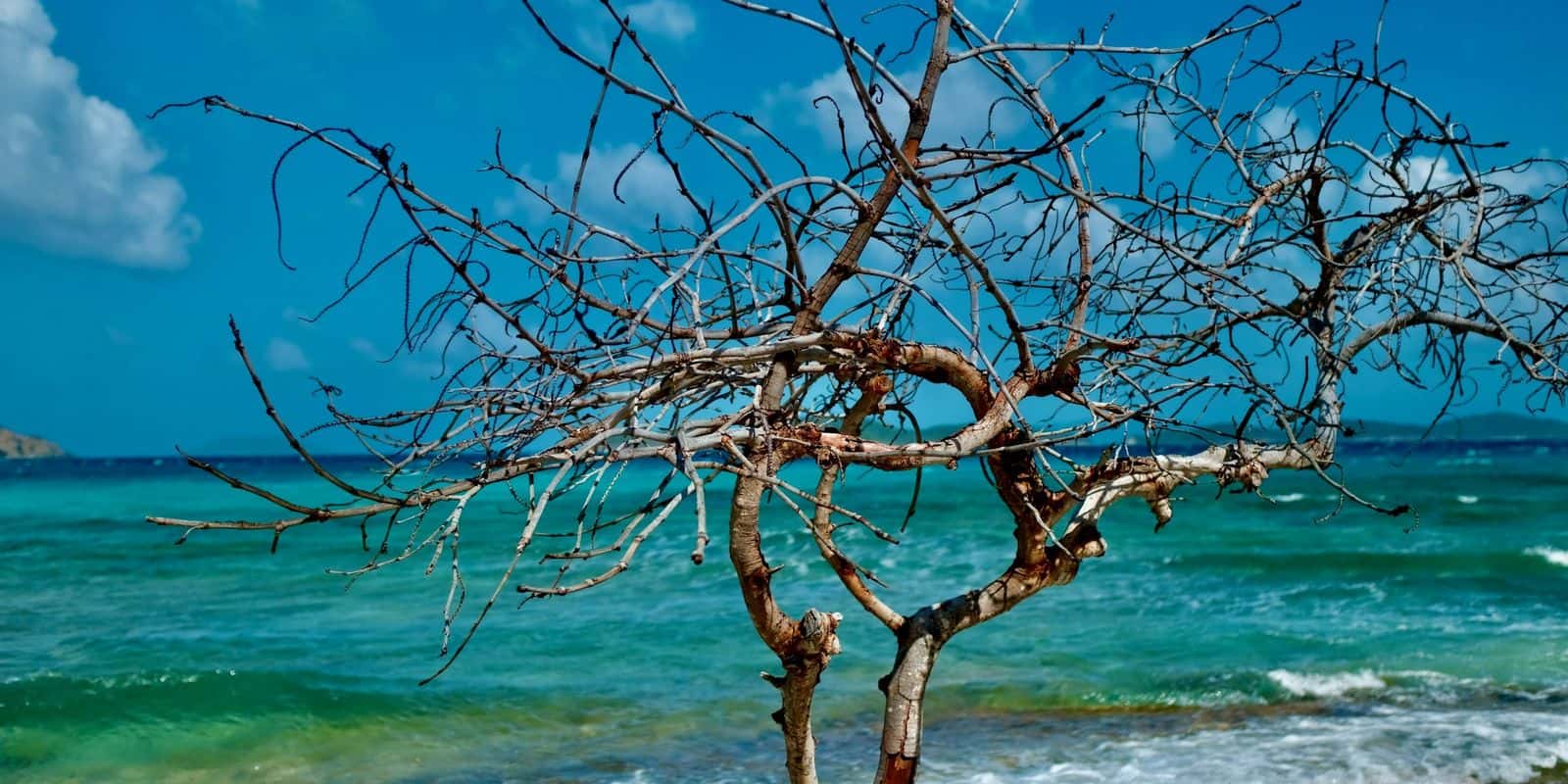 A bare tree on a rocky shore with surf breaking and turquoise water behind, U.S. Virgin Islands.