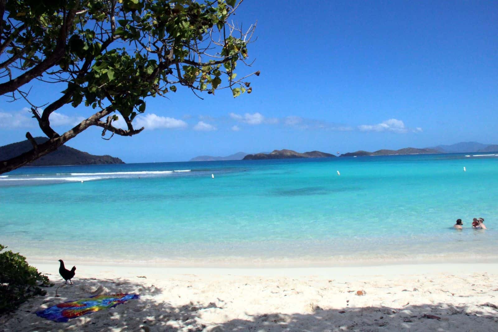 A rooster and a beach towel on the sand under a sea grape branch at Lindquist Beach, St. Thomas, with swimmers and buoys beyond.