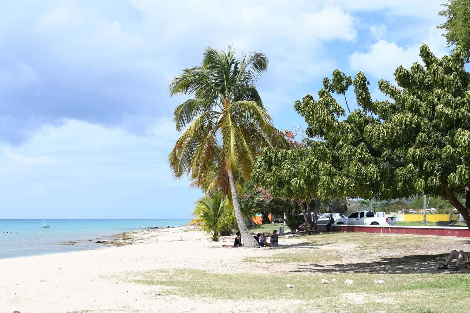 A leaning palm and shade trees on a white-sand beach on St. Croix under a blue sky