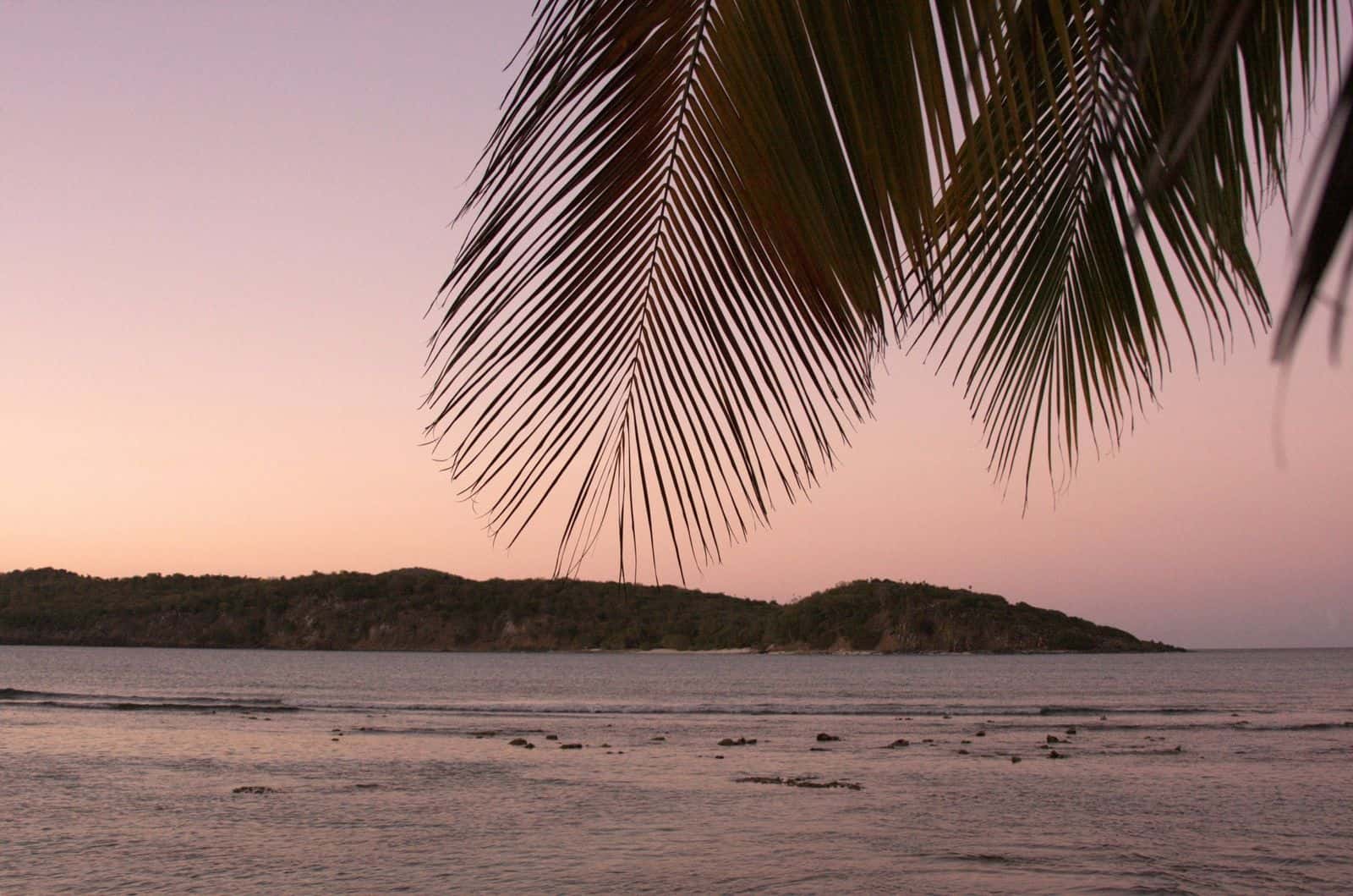A palm frond over still water at dusk in the Virgin Islands, a low green island under a pink sky
